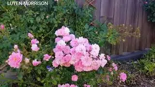 LUYEN MORRISON- Vườn ng&agrave;y nắng!