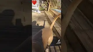 Papi Learning His How High Jump