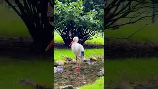 White STORK 🤍 #birds #rain