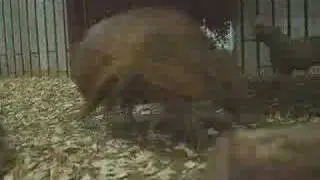 Armadillo-1  Running !!