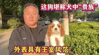 这狗堪称犬中“贵族”，外表具有王室风范，价格昂贵亮哥很少代购 #宠物市场