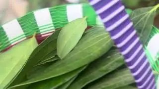 Bay Leaf Harvesting from My Kitchen Garden | Tej Patta Care & Tips #supportsmallcreators