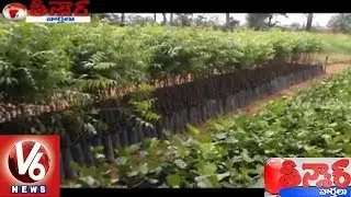 Second Phase Of Haritha Haram | 41 Crore Massive Plantation Drive | Teenmaar News | V6 News
