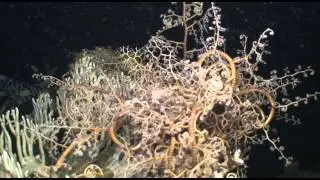 the basket star - astrospartus