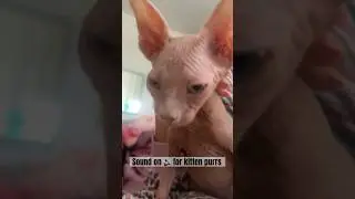 SOUND ON 🔊 for the cutest sphynx kitten purrs ASMR.  #sphynxkitten #kitten