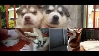 Siberian Husky giving birth actual video