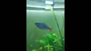 Laser-red rainbowfish - Melanotaenia rubrivittatta - Info