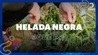 &iquest;Qu&eacute; es la helada negra? - Informe especial de DNEWS