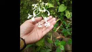 Calenthe triplicata (Orchid)