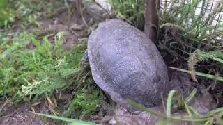 Emys orbicularis - European Pond Turtle - female laying eggs