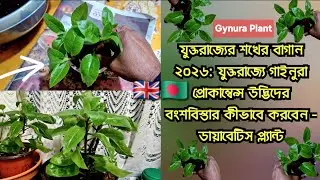 UK Hobby Gardening 2026: How to Gynura Procumbens Plant Propagation in the UK -  Diabetes Plant