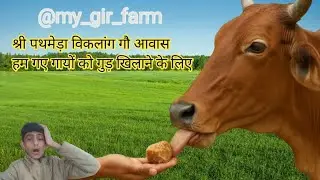 श्री पथमेड़ा विकलांग गौ आवास हम गए गायों को गुड़ खिलाने के लिए