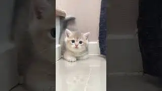 These Baby Cats Will Melt Your Heart! 💖🐱