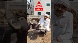 ⚠️Danger-કપાસીયાતેલ-Cottonseed Oil❌♨️