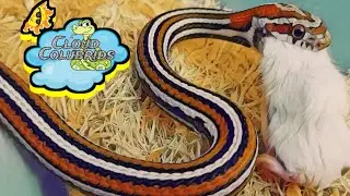 Snakes are out of Brumation: Feeding my 2023 Breeder Colubrids.