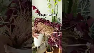 Просто добавь воды 😄 #цветывдоме #plants #уходзарастениями #комнатныецветы #shorts #plantcare