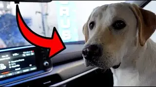 Лабрадор впервые помыл машину!