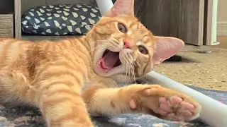 Солнечная суббота Луны в коттедже Китти!