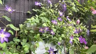 Clematis Stefan Franczak