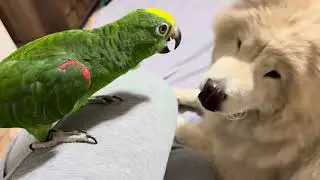 Amazon ve chow chow #adana #nature #chowchow #parrot #pets #çinaslanı #papaganlar #hayvanlaralemi