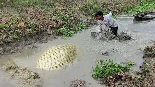 Wow! Amazing Carp Fishing Video - Traditional Carp Fish Catching By Hand in Mud Water
