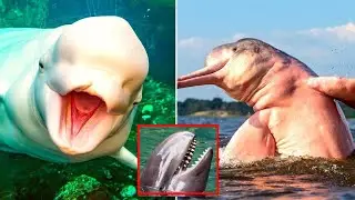 Amazing Facts About Whales!