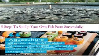 How To Start A Successful Fish Farm