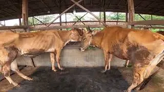 MAESTRO NYA PENGGEMUKAN SAPI BETINA KURUS‼️ KANDANG MAS HENI PURBOLINGGO