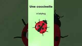 Learn 10 Insect Names in French