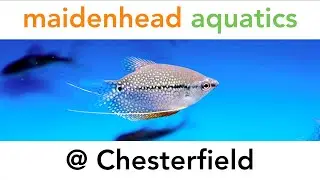 Maidenhead Aquatics @ Chesterfield