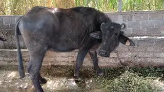 Buffaloes for sale 