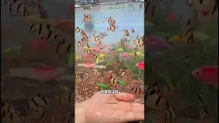 Throwing water hyacinths into the fish tank will create a natural landscape. They are as dense