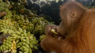 Beni's Love Affair with his Beloved Bananas