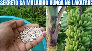 PAMPALAKI  Ng BUNGA ng LAKATAN (Fertilizer Application for Banana)