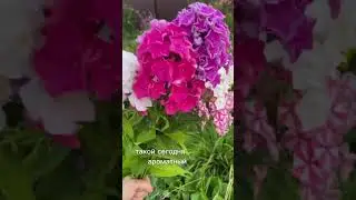 Флоксы цветут #флоксы #лелейники #цветы #букет #сад #садовод #garden #flowers #plants