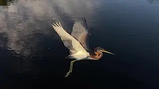 Green Cay Wetlands Birds in Flight