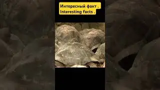 Интересный факт . Interesting facts . Полный видео на канале #history #факты #facts #наука