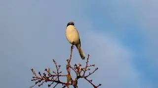 Loggerhead Shrike at Millerton Lake SRA