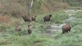 Gaur  -  die Wildrinder mit wei&szlig;en Kniestr&uuml;mpfen