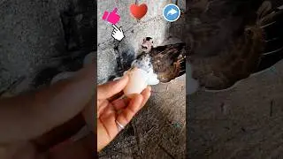 Mother Ducks Egg Rescue #inspiration #pets #petlover #shorts #rescue