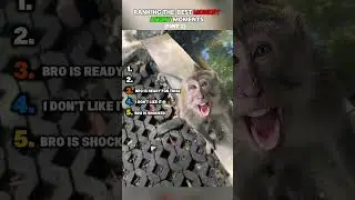 RANKING TOP 5 monkey angry moments... #monkeymoments #angrymonkey