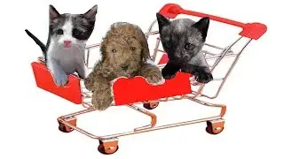 Mi cachorro Cuqui y los gatitos Luna y Estrella van en carro por el supermercado / Funny cats