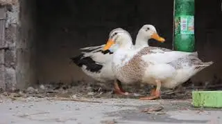 The duck drinks water from a dish