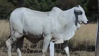 Lote 25 JRBT B8850