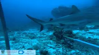 A few highlights of deep water baited video (50-100m) in Fiji