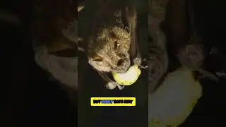 Bats Are Not Blind  Myth Busted