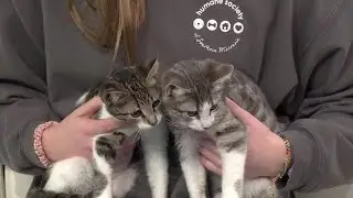Pet of the Week: Meet Daisy Mae, Sassafras and Huckleberry!