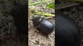 Pentodon beetle #Shorts