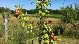 Fruit Tree Support July 16, 2016