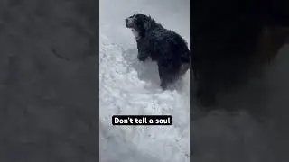 Subscribe pls #bernesemountaindog #cuteanimal #doggielife